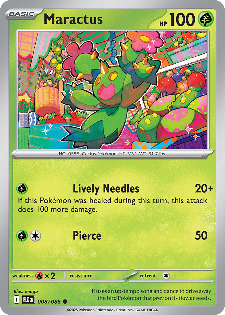 Maractus large