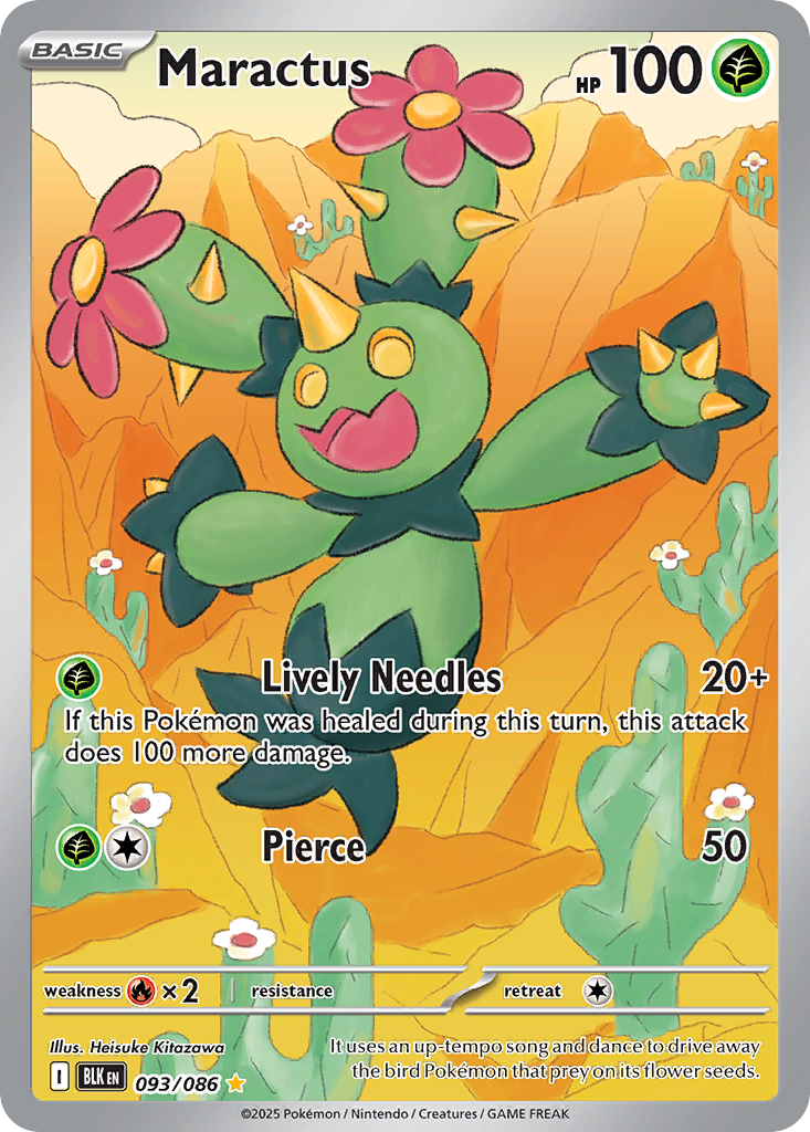 Maractus large